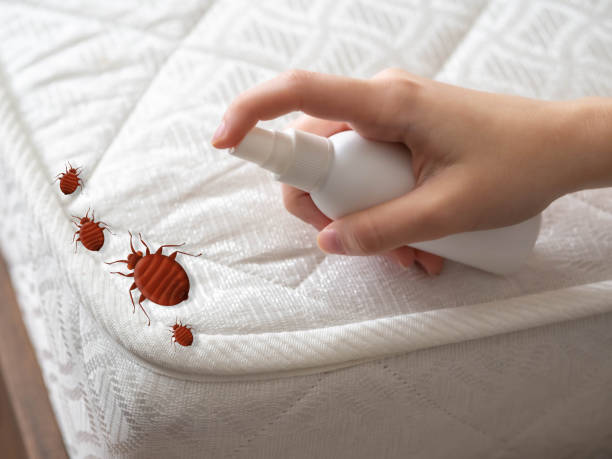 Best Ant Control Services  in East Whittier, CA
